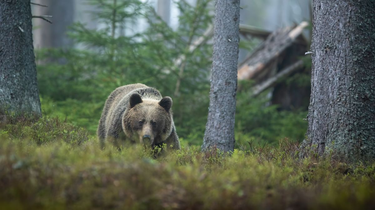 Rumunsko chce ztrojnásobit odstřel medvědů. Zemřelo už příliš lidí